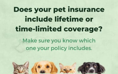 Make sure you understand the terms of your pet insurance policy. #petinsurance #petparent Contact us at 508-625-1275 or kflanagan1@farmersagent.com Visit our website at https://www.theflanaganagencyllc.com